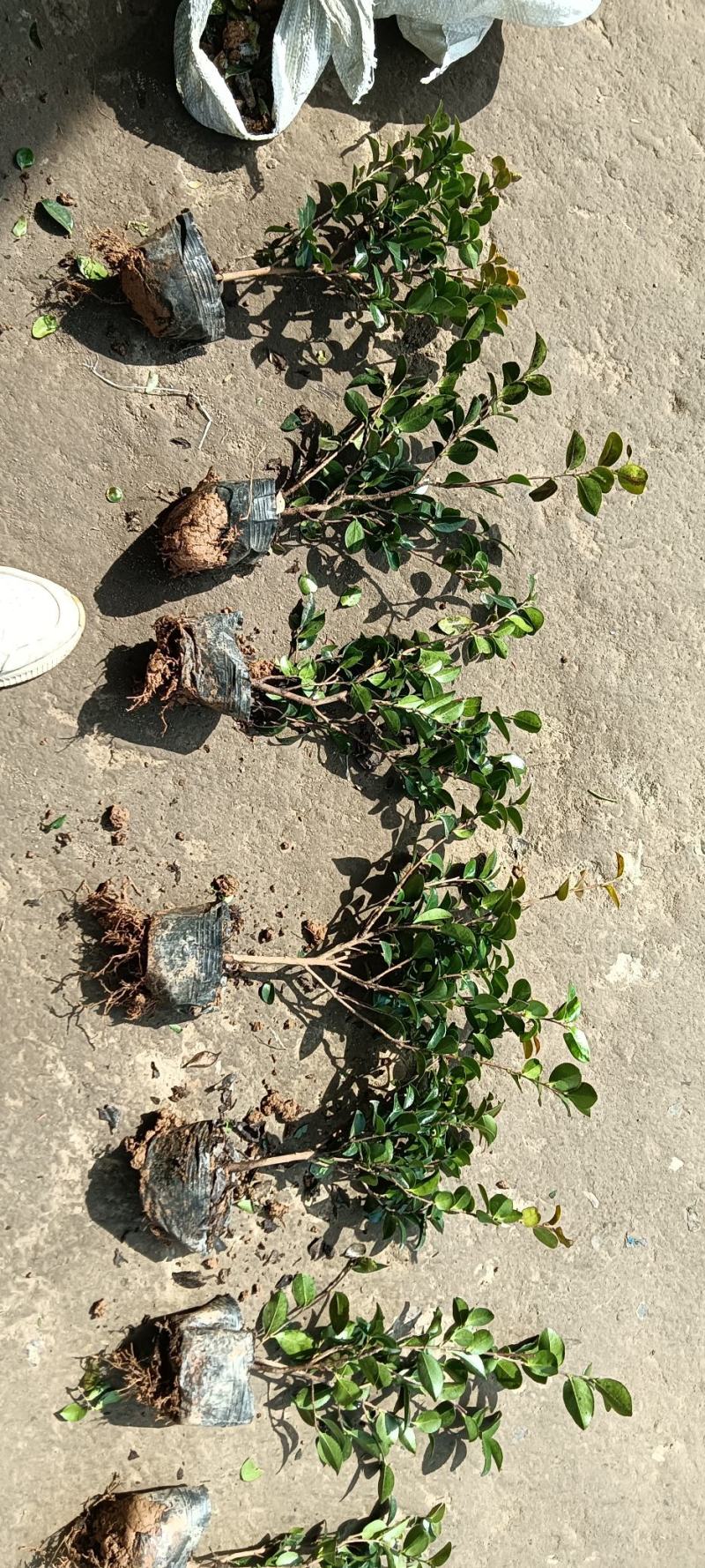 精品茶梅大杯