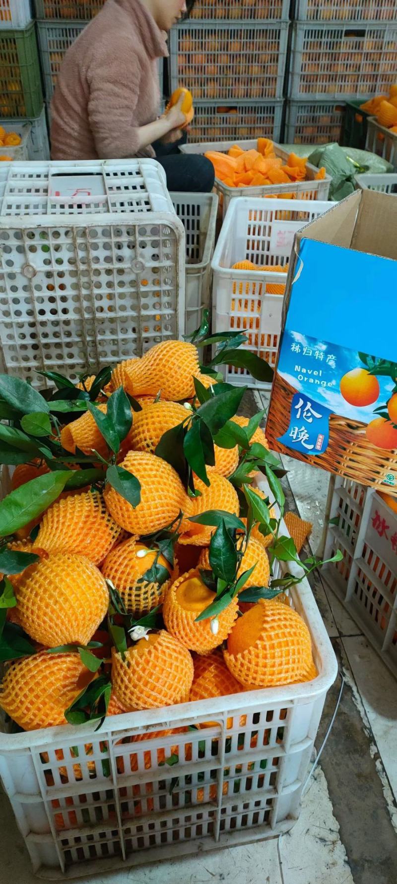 湖北秭归伦晚脐橙，自家果园，果大皮薄，纯甜爆汁，看园采园