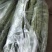 【精品芦篙】诚信商家地头直销去根去叶新鲜现摘品质佳