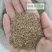 常年批发早熟禾草籽高羊茅草籽野花组合种子