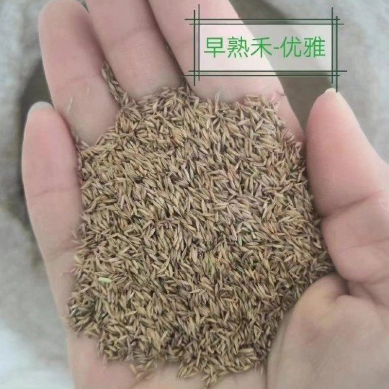 常年批发早熟禾草籽高羊茅草籽野花组合种子