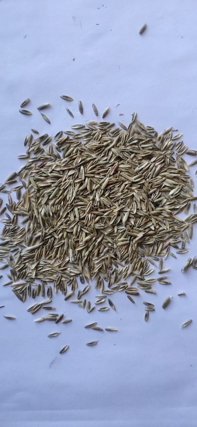 常年批发早熟禾草籽高羊茅草籽野花组合种子