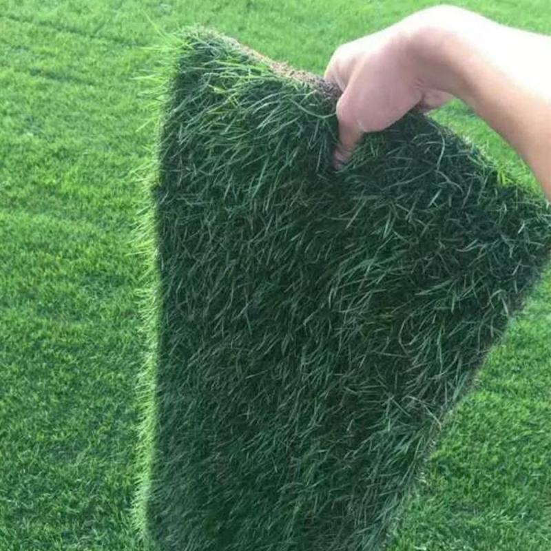 常年批发早熟禾草籽高羊茅草籽野花组合种子