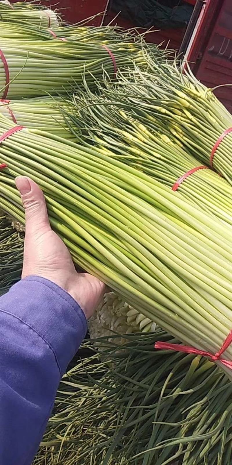 徐州丰县范楼镇蒜薹上市！地理位置优越！代发一条龙