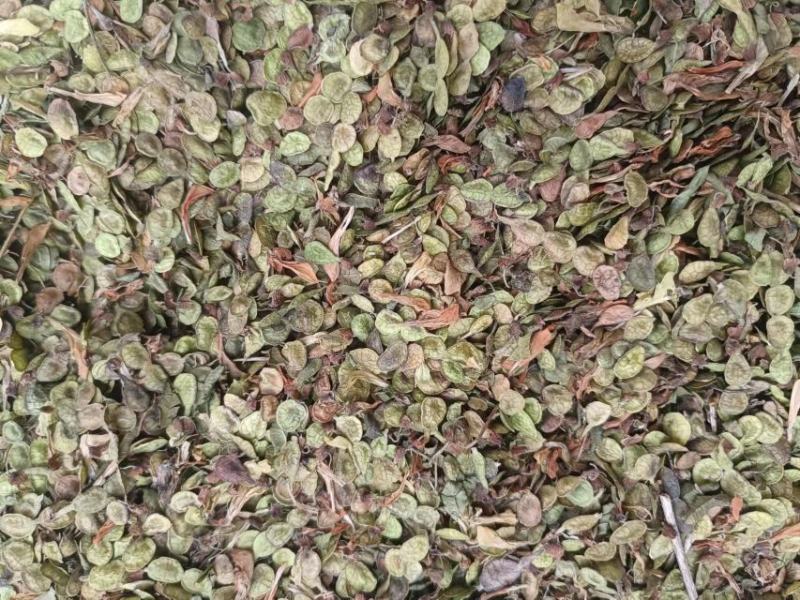 红芪种子，新货野生红芪种子，发苗率高，经济价值客观，