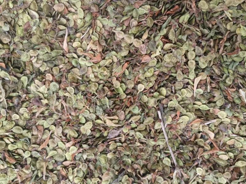 红芪种子，新货野生红芪种子，发苗率高，经济价值客观，