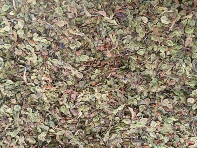 红芪种子，新货野生红芪种子，发苗率高，经济价值客观，