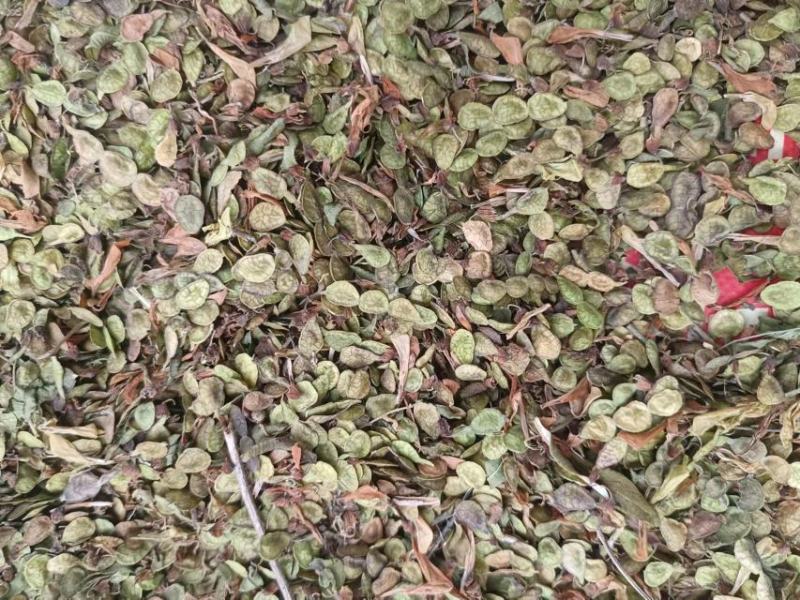 红芪种子，新货野生红芪种子，发苗率高，经济价值客观，