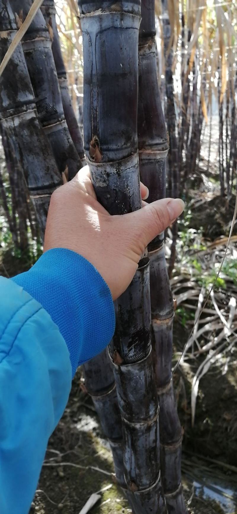 优质黑皮甘蔗，脆甜爽口水分足，节巴均匀漂亮