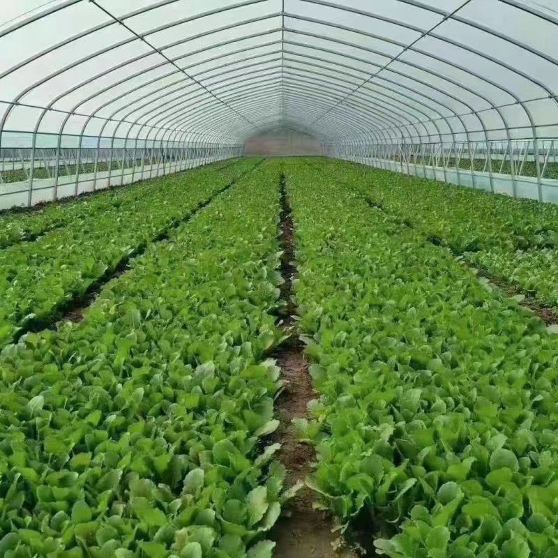 种植大棚草莓种植大棚西瓜圆管棚种植棚大棚骨架及配