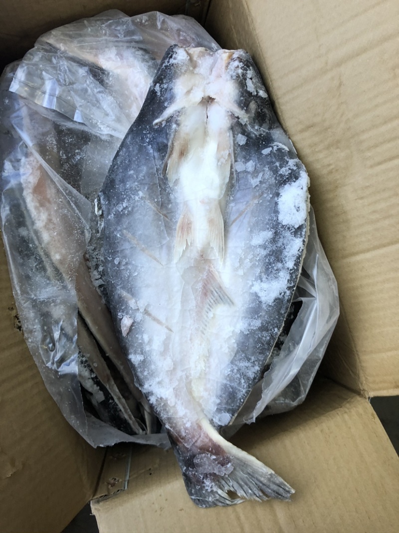 10条开背巴沙鱼。干冰