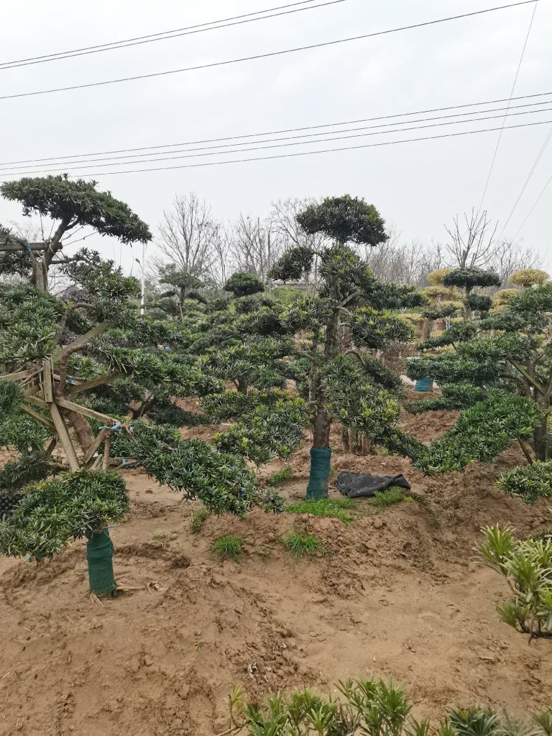 罗汉松造型树北方耐赛造型罗汉松红继木造型树