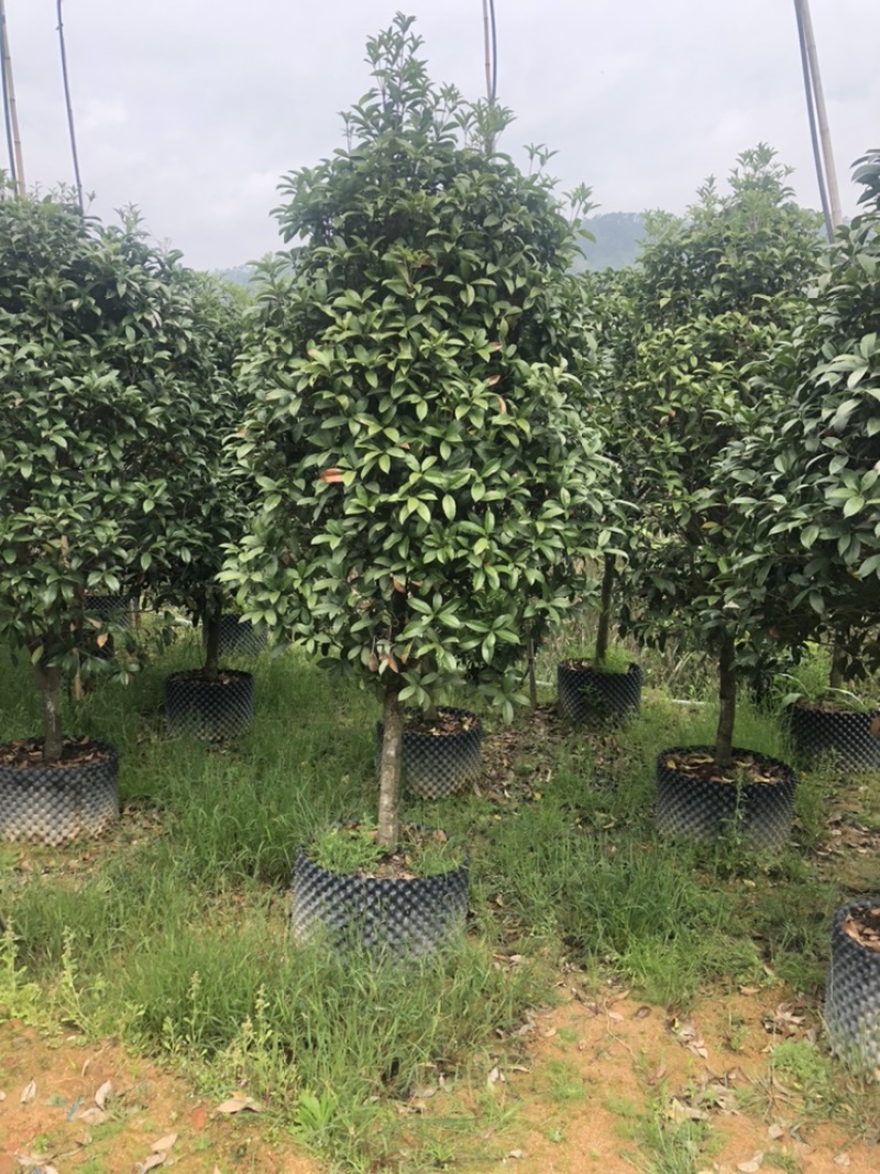 金桂清场低价处理还有500颗