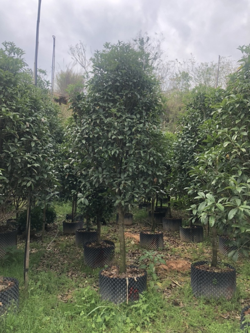 金桂清场低价处理还有500颗