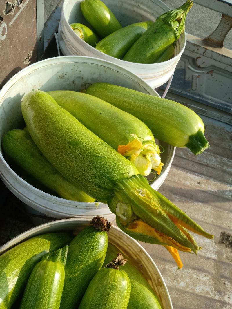 西葫芦，瓜果蔬菜专业种植区域质量优，价格美丽，我愿真诚为