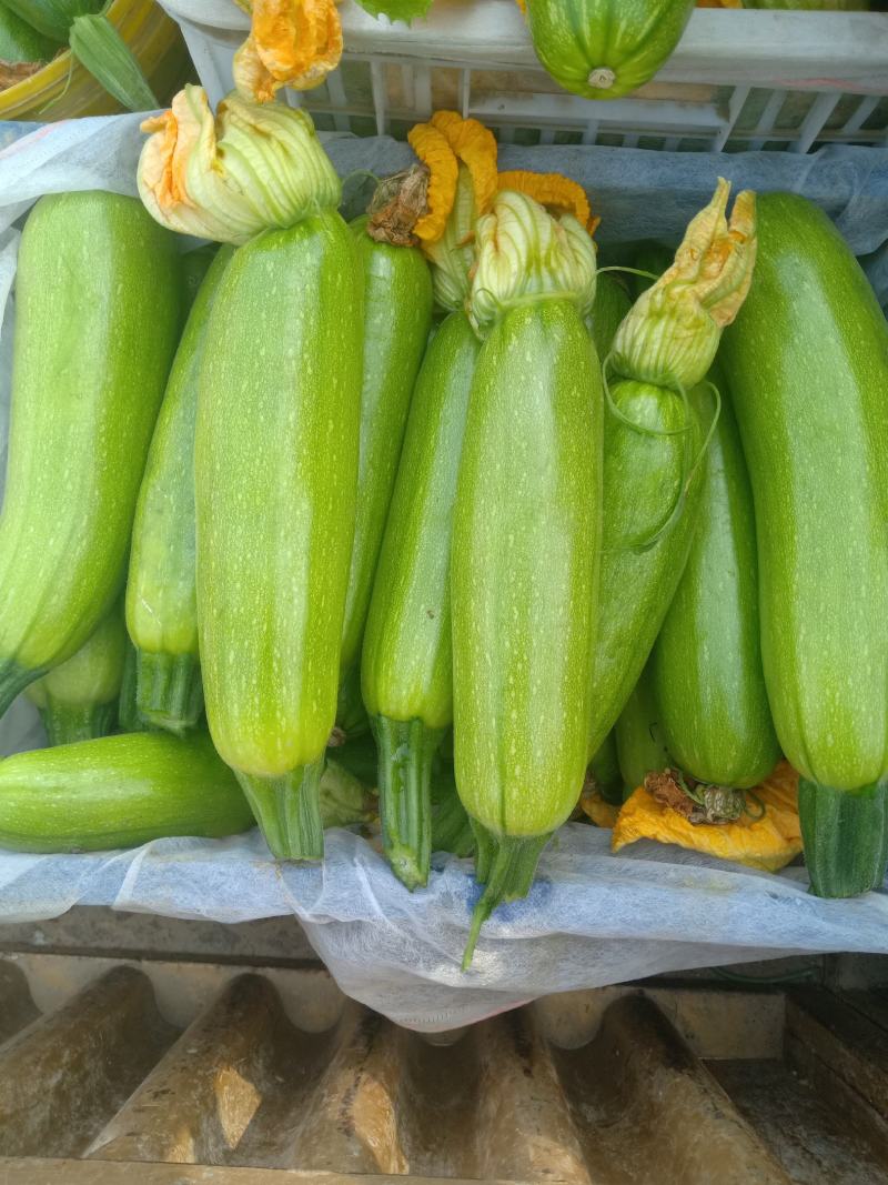 西葫芦，瓜果蔬菜专业种植区域质量优，价格美丽，我愿真诚为
