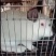 肉兔6到7斤老身兔，欢迎各老板定购