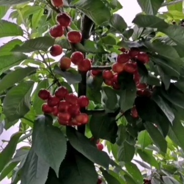 矮化樱桃苗，车厘子苗，品种纯正，汁多肉厚