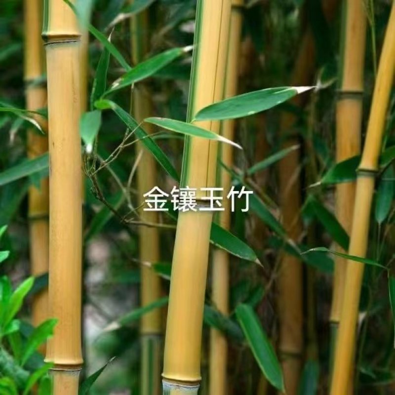 金镶玉竹