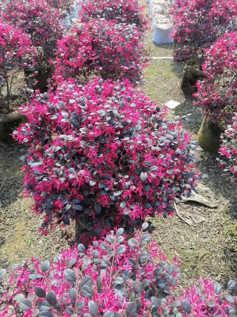 红花继木50-60厘米，球型，塔型应有尽有