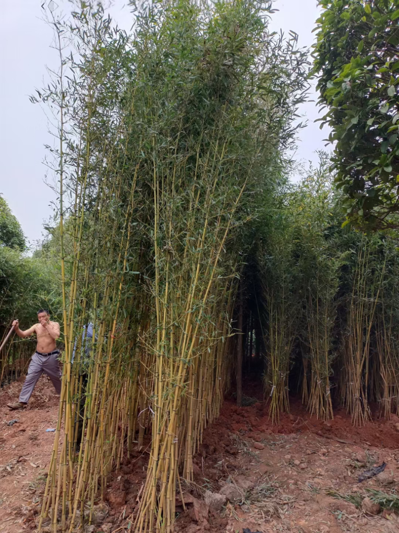 金镶玉竹