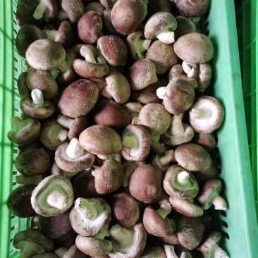 热销平台电商市场各种品质香菇，产地直销