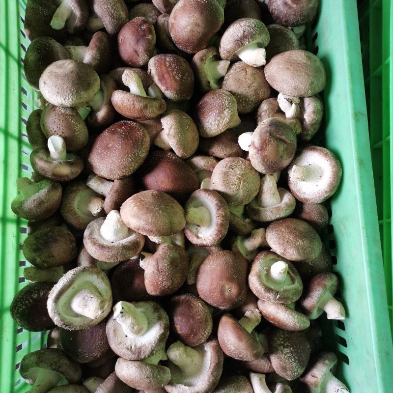 热销平台电商市场各种品质香菇，产地直销