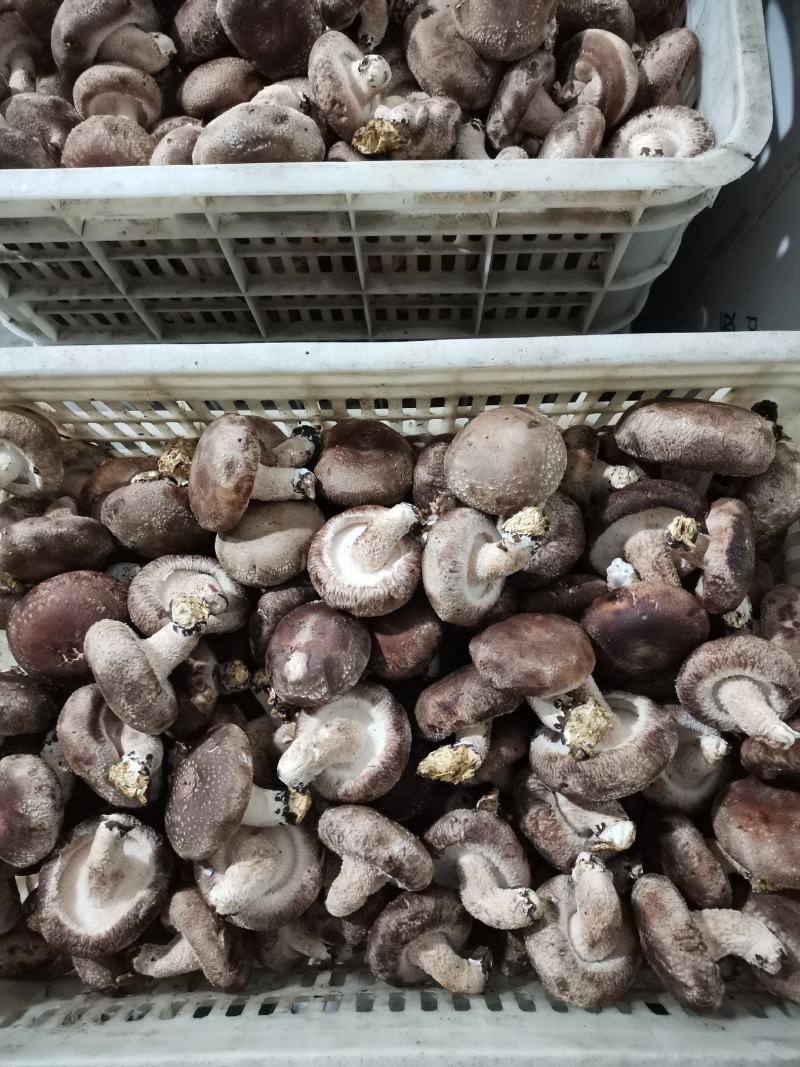 热销平台电商市场各种品质香菇，产地直销