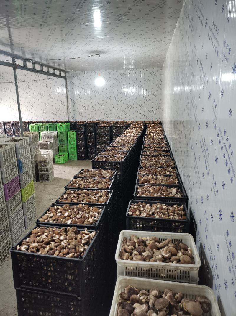 热销平台电商市场各种品质香菇，产地直销