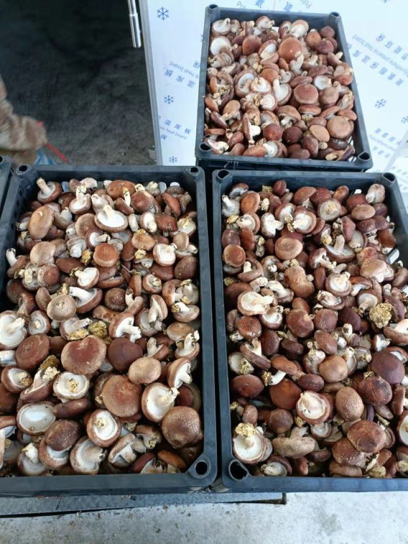 热销平台电商市场各种品质香菇，产地直销