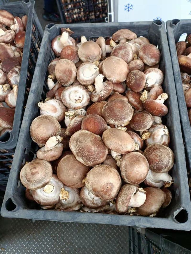 热销平台电商市场各种品质香菇，产地直销