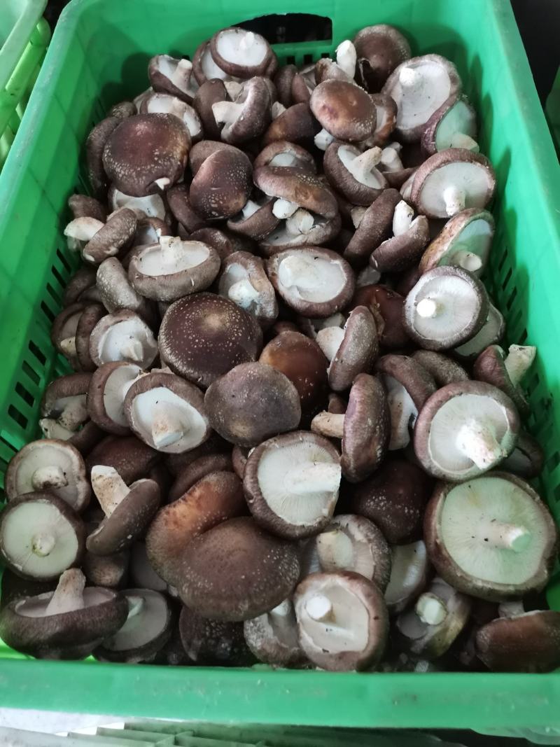 热销平台电商市场各种品质香菇，产地直销