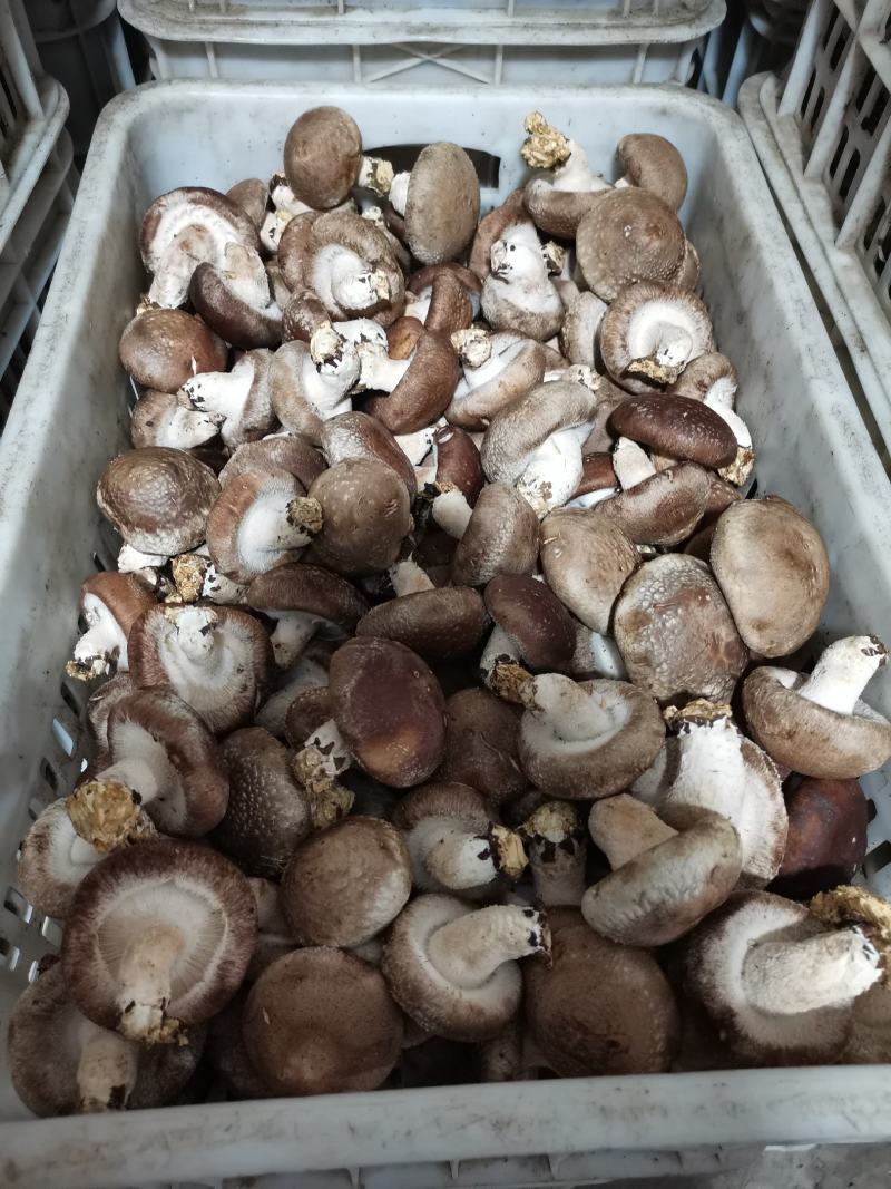热销平台电商市场各种品质香菇，产地直销