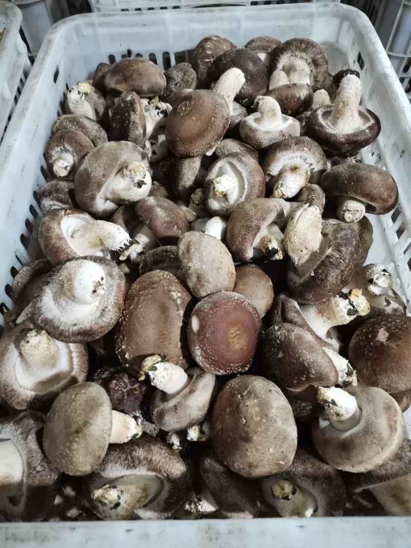 热销平台电商市场各种品质香菇，产地直销