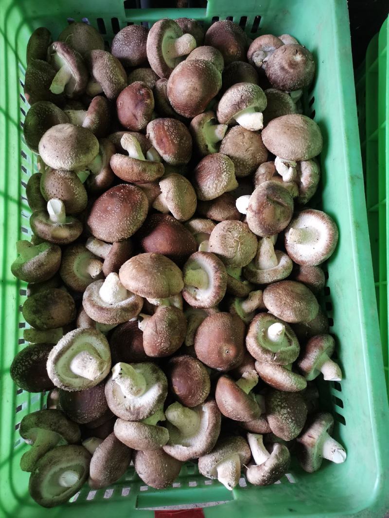 热销平台电商市场各种品质香菇，产地直销