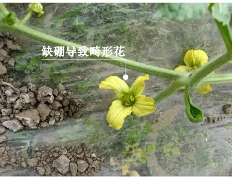 中微量元素（硼肥）促进花芽分化，提高坐果率，防治果实空心