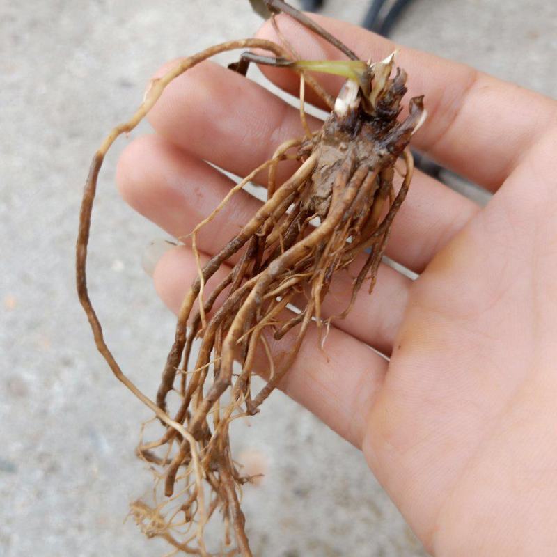 出售一公分到三公分朱砂苍术苗子