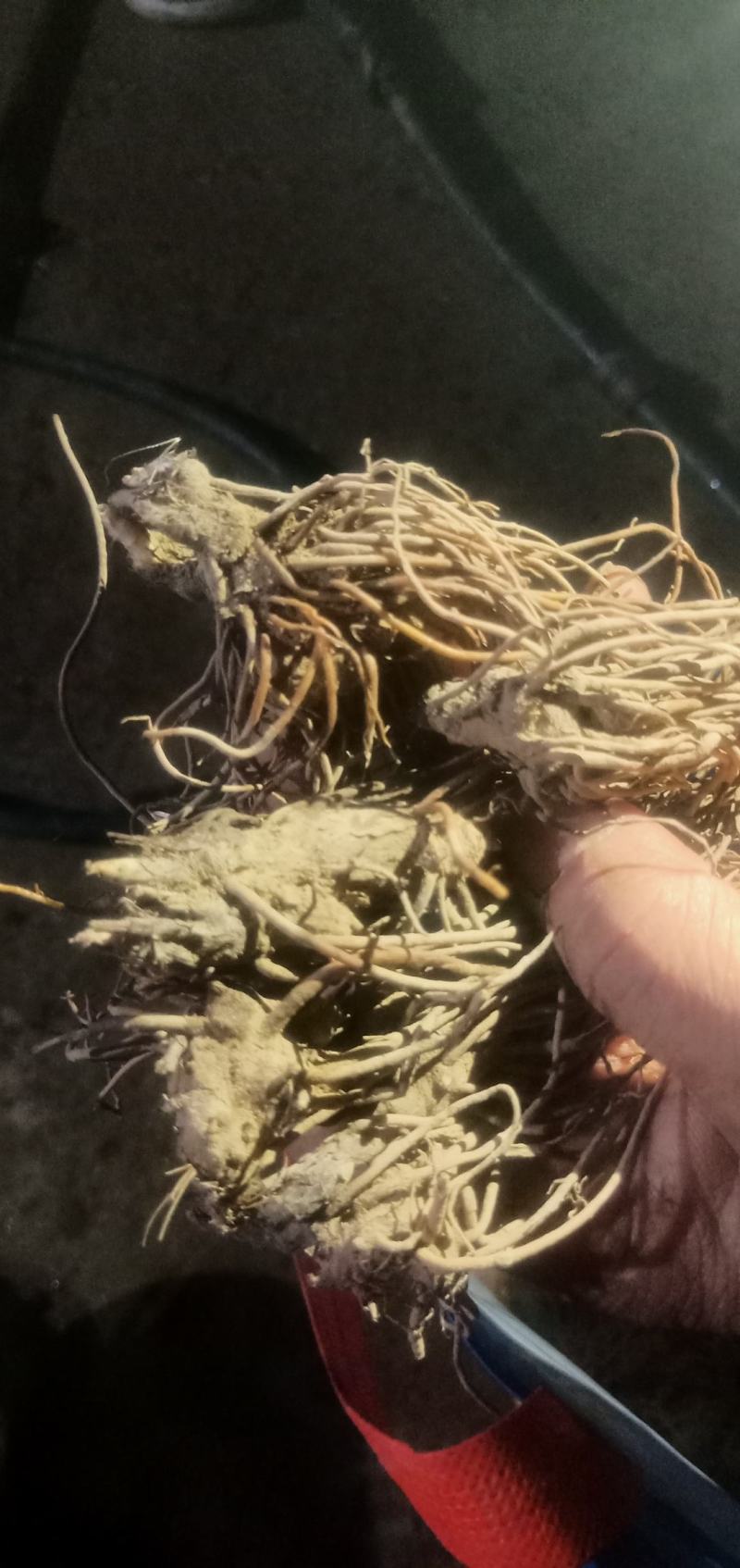 出售一公分到三公分朱砂苍术苗子