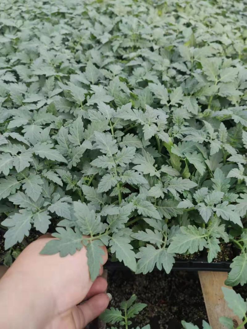 千禧樱桃西红柿苗粉红果小番茄苗果实椭圆形
