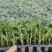 千禧樱桃西红柿苗粉红果小番茄苗果实椭圆形