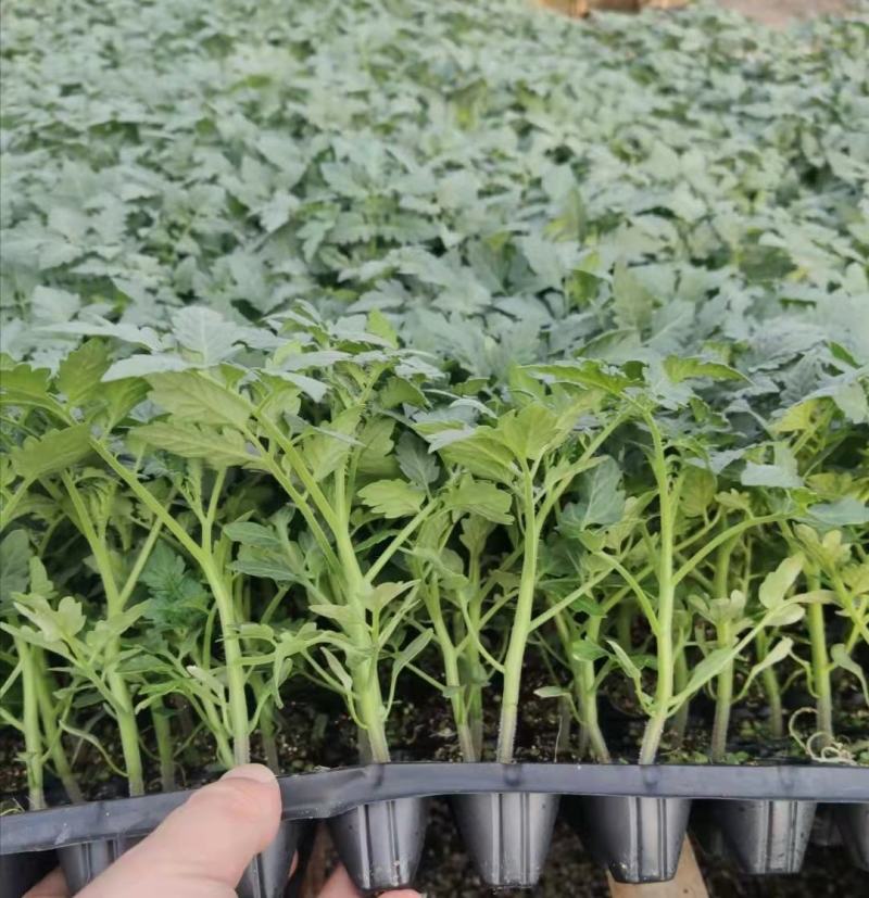 千禧樱桃西红柿苗粉红果小番茄苗果实椭圆形