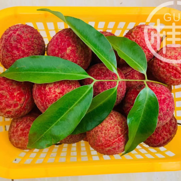 广西灵山荔枝