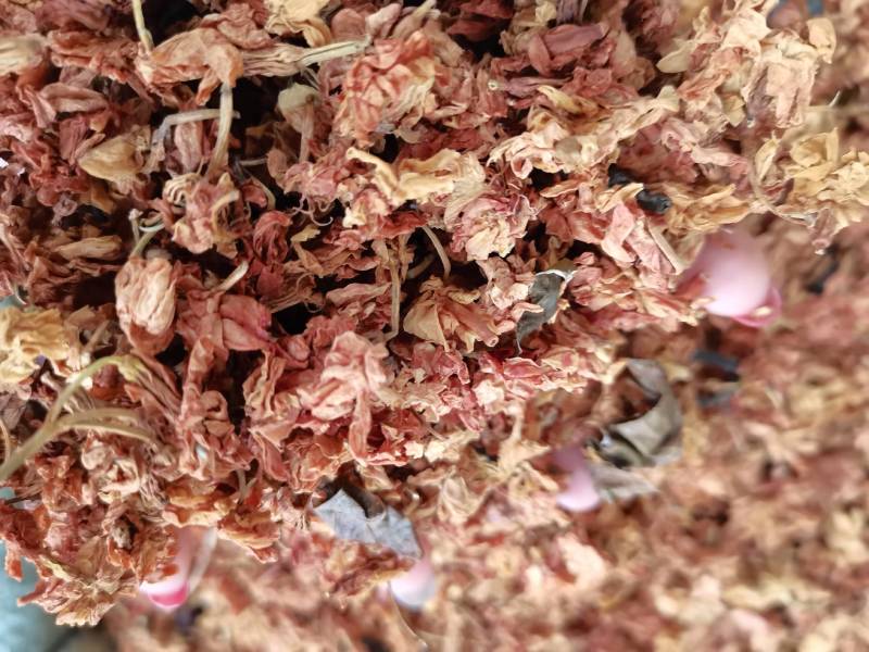 罗汉果花