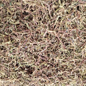 山密草