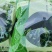 干燥裙带菜，网红裙带菜，15倍泡发，颜色绿