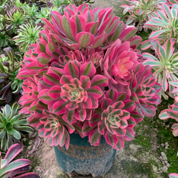 法师批发]多肉植物法师法师基地，粉女巫尺寸大状态好！法师基地直供