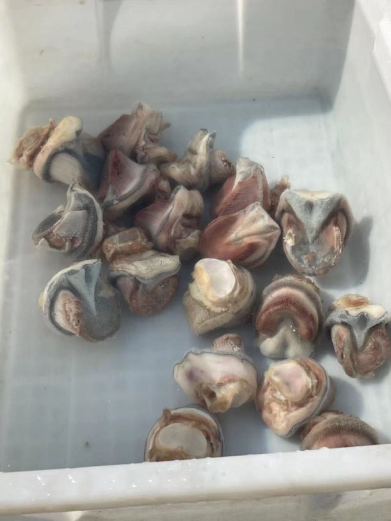 新鲜驴蹄精品新鲜驴肉带皮驴肉，厂家直发，货源充足品质保证