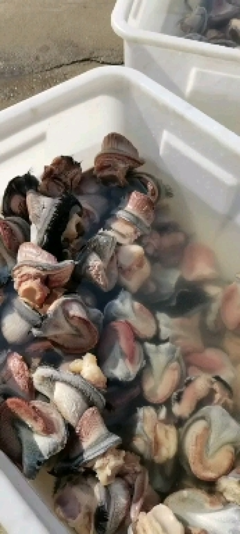 新鲜驴蹄精品新鲜驴肉带皮驴肉，厂家直发，货源充足品质保证