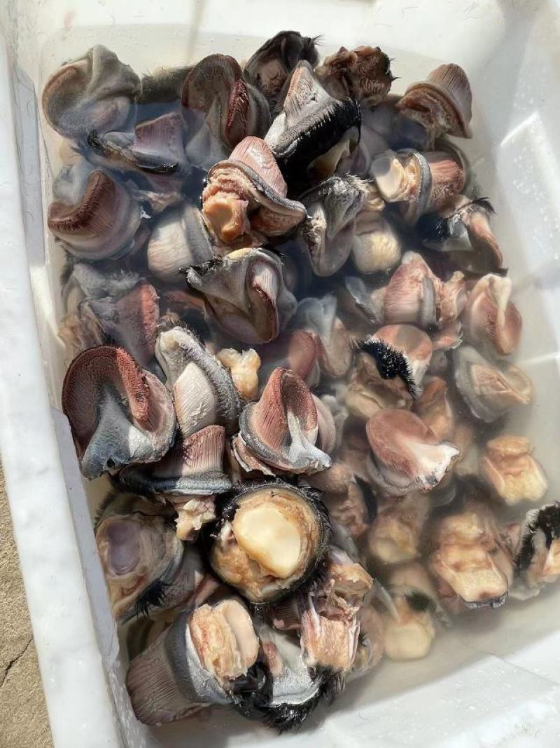 新鲜驴蹄精品新鲜驴肉带皮驴肉，厂家直发，货源充足品质保证