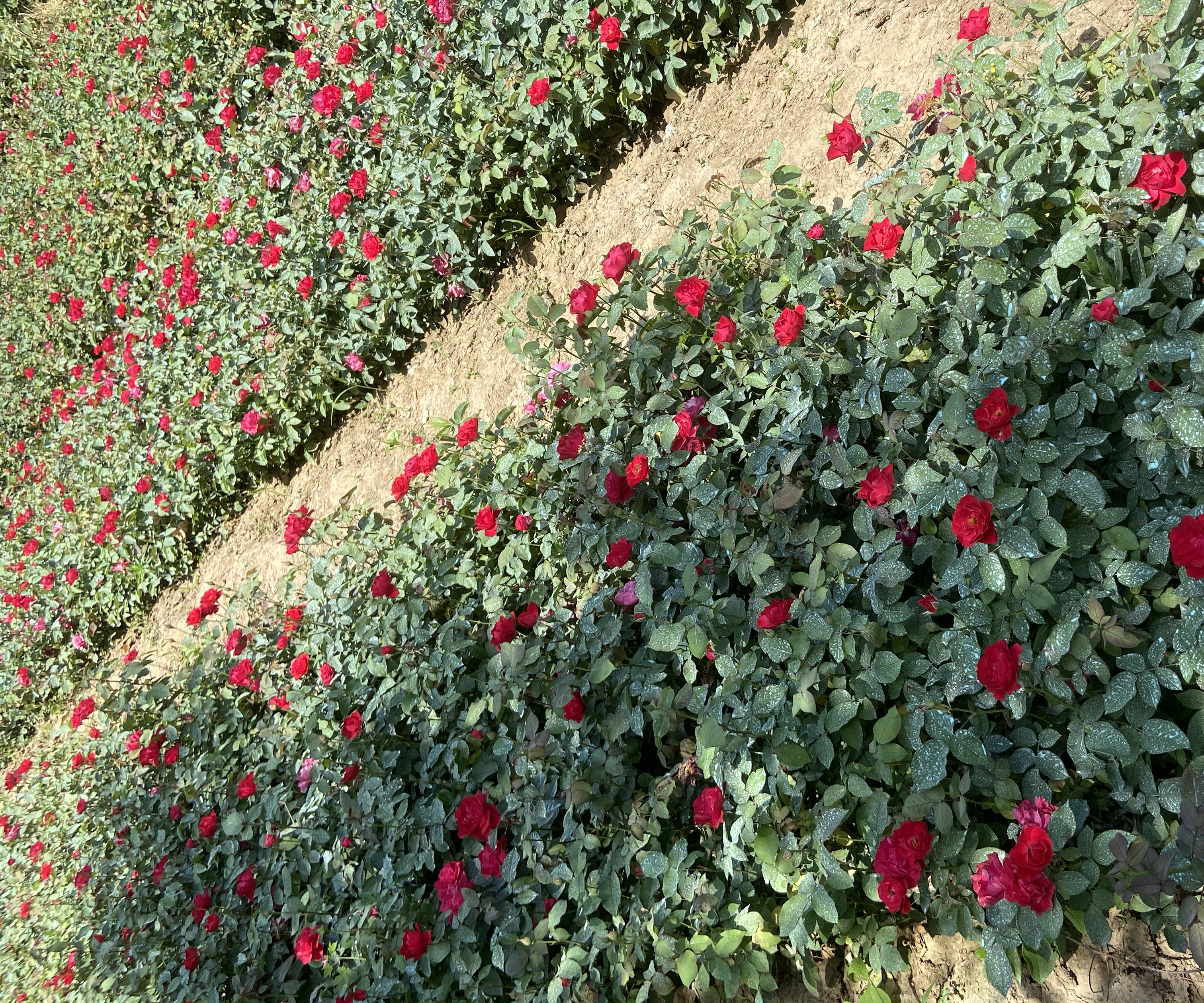 一株盛开的红达月季,展示其直立紧凑的株型、深绿色有光泽的叶片以及顶部簇生的鲜红色重瓣花朵,背景为阳光照射下的花园环境,突出其观赏美感 红达月季整体植株形态